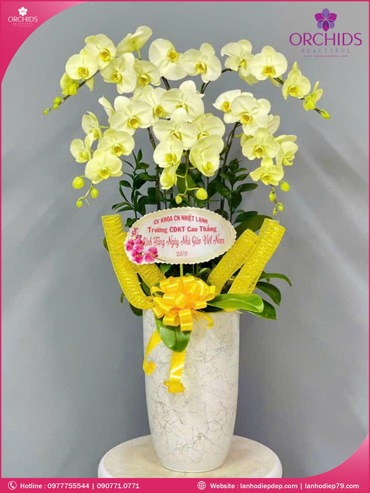 Chậu hoa lan hồ điệp xanh táo 5 cành