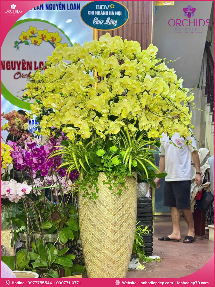 Chậu hoa lan hồ điệp xanh táo 50 cành