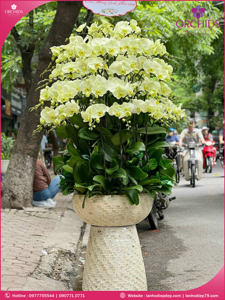 Chậu hoa lan hồ điệp xanh táo 70 cành