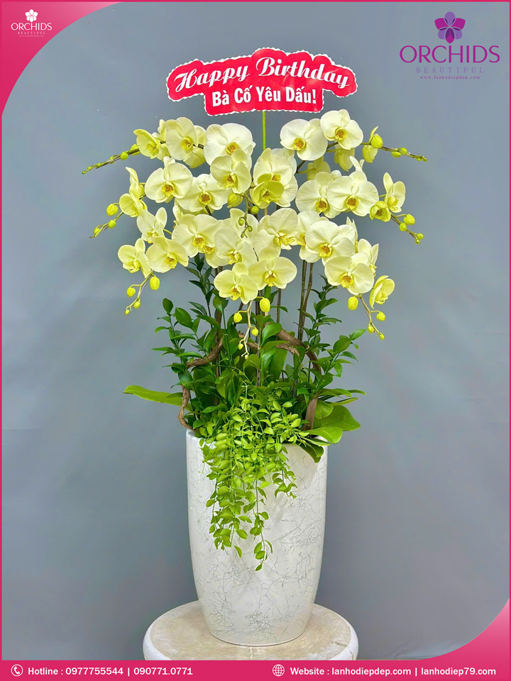 Chậu hoa lan hồ điệp xanh táo 8 cành