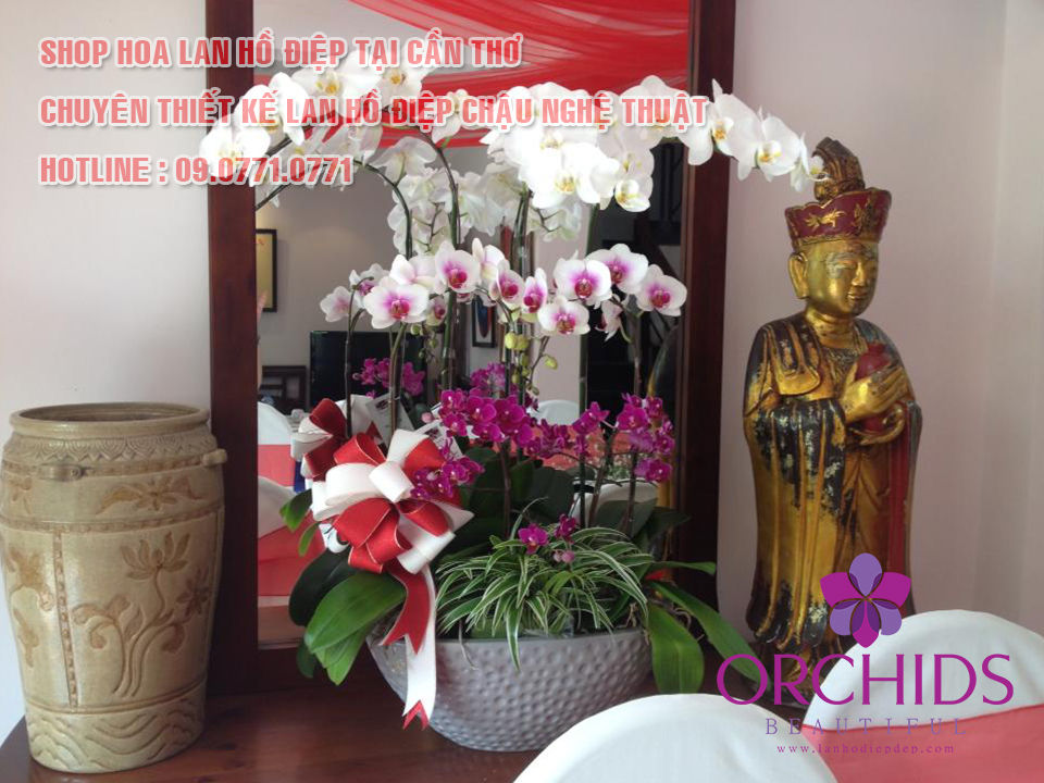 Shop hoa lan hồ điệp đẹp Cần Thơ tọa lạc tại số 148 Đường 30/4 thuộc Quận Ninh Kiều