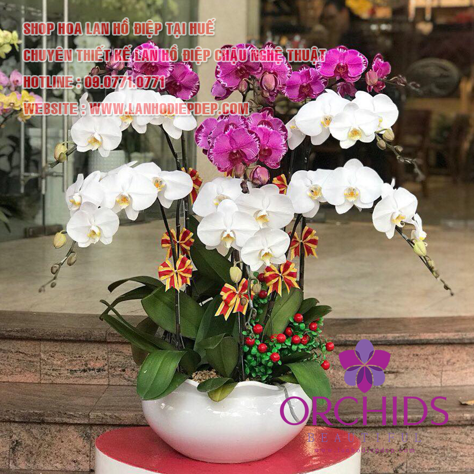 Shop hoa tươi bán hoa lan hồ điệp ở Huế