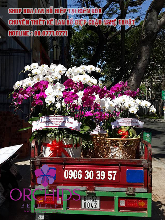 Cửa hàng bán hoa lan hồ điệp Biên Hòa