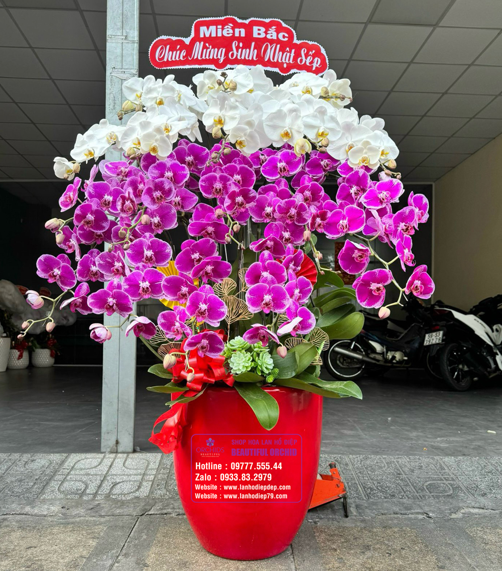 chậu lan hồ điệp chưng tết vạn lộc quý