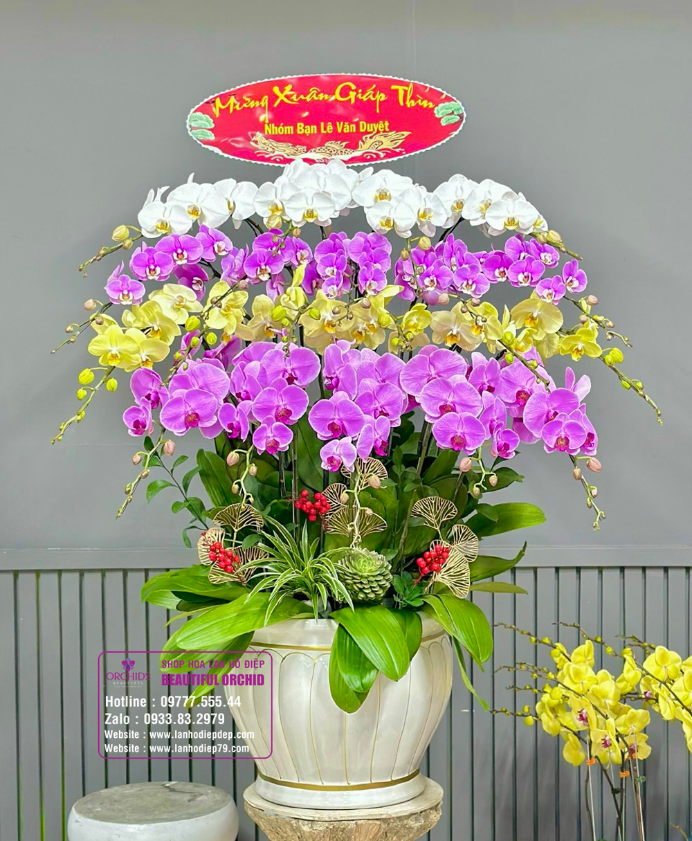Chậu hoa lan hồ điệp Bốn phương tụ hội