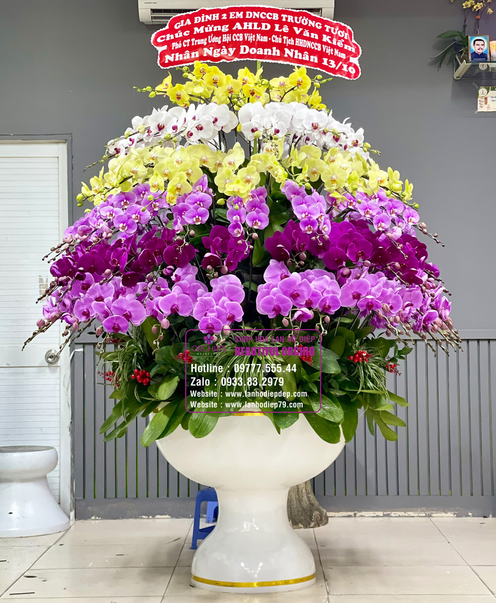 Chậu lan hồ điệp chưng tết siêu to