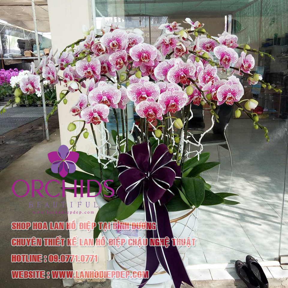 SHOP HOA LAN HỒ ĐIỆP BÌNH DƯƠNG (BEAUTIFUL ORCHIDS)