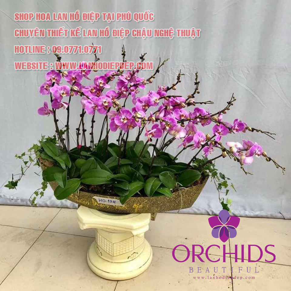 SHOP HOA LAN HỒ ĐIỆP PHÚ QUỐC (HOA TƯƠI SAO TÍM)