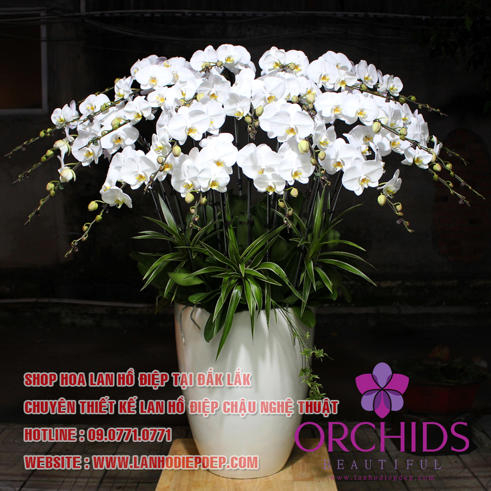 SHOP HOA LAN HỒ ĐIỆP ĐẮK LẮK (BEAUTIFUL ORCHIDS)