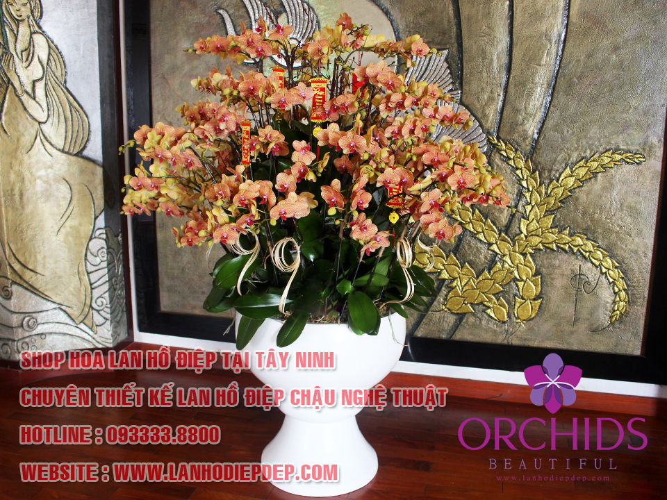 SHOP HOA LAN HỒ ĐIỆP TÂY NINH (BEAUTIFUL ORCHIDS)