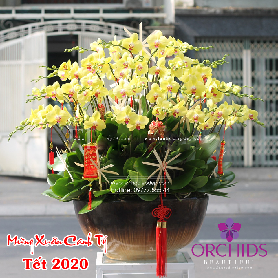 Chậu hoa lan đẹp tặng tết 2022