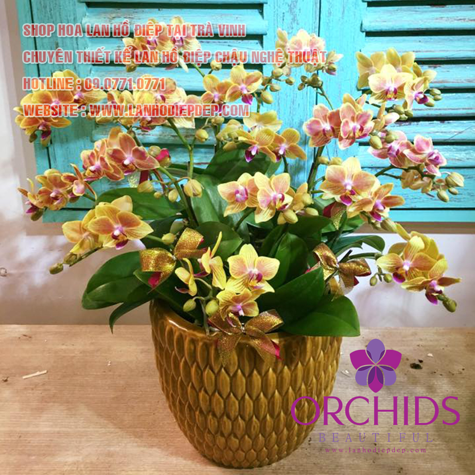 Bán chậu lan hồ điệp tại trà vinh