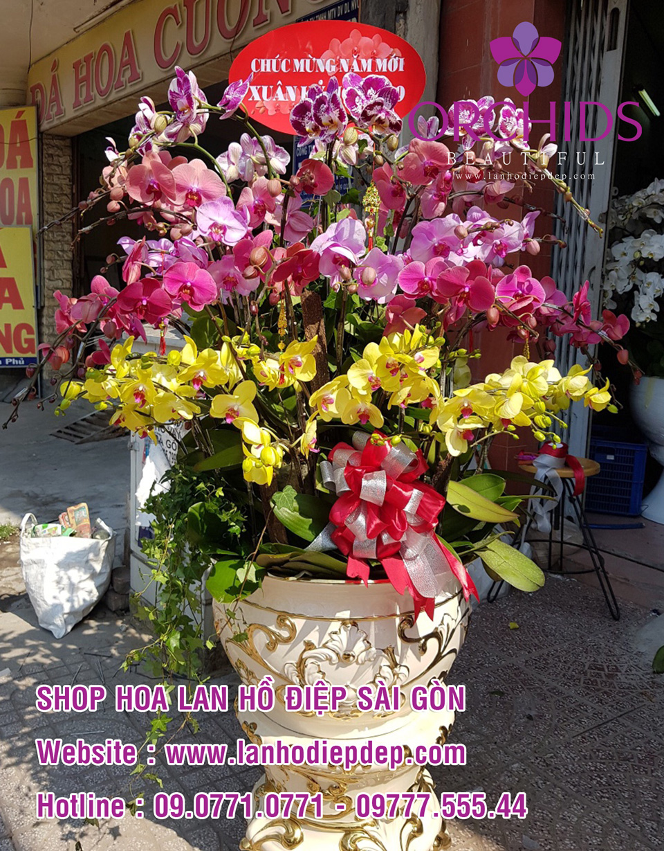 Đặt mua chậu lan hồ điệp tại Sài Gòn
