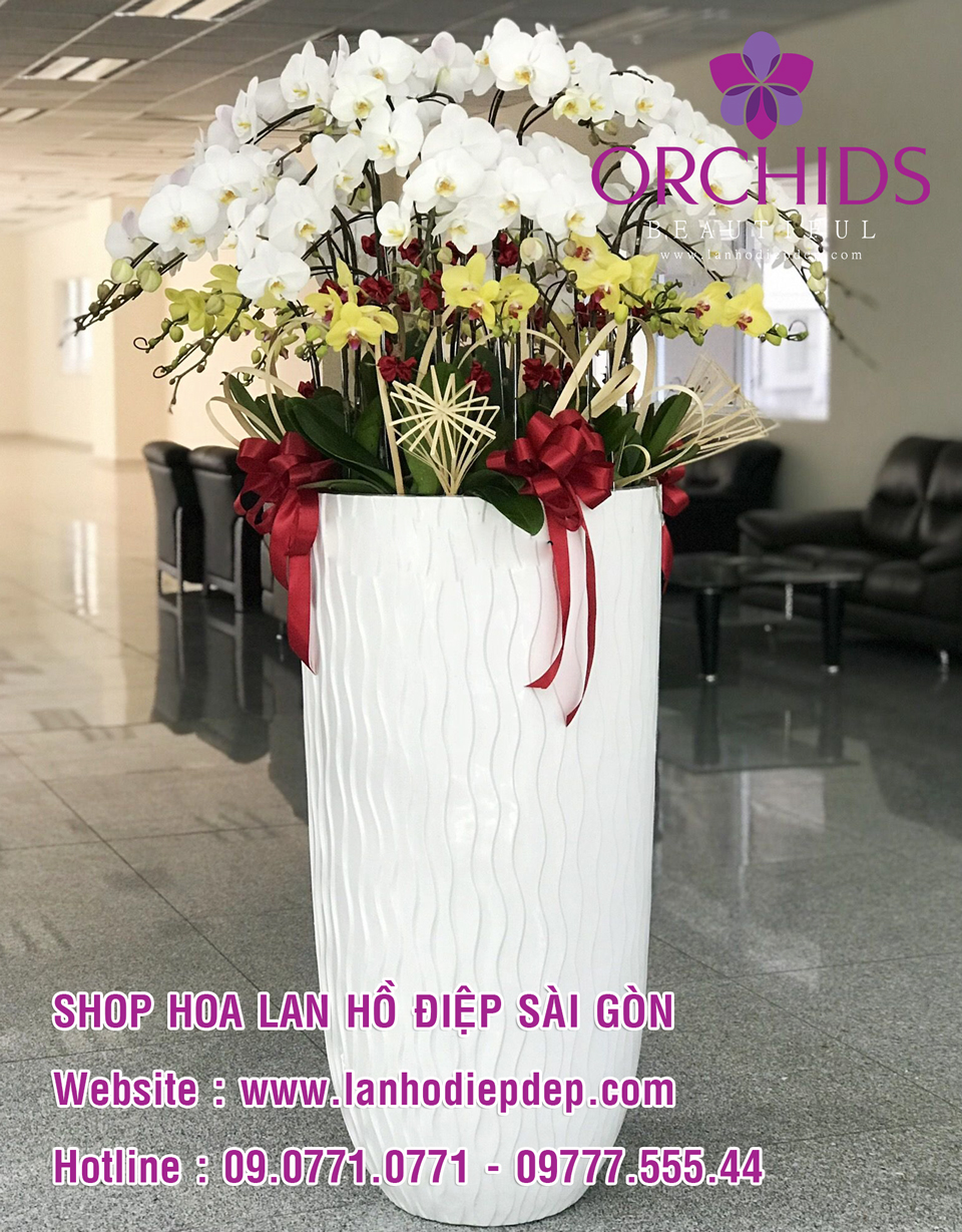 Địa chỉ bán lan hồ điệp ở tphcm