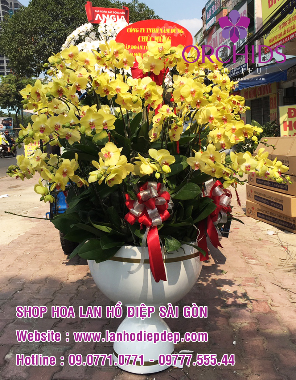 Shop hoa lan Sài Gòn