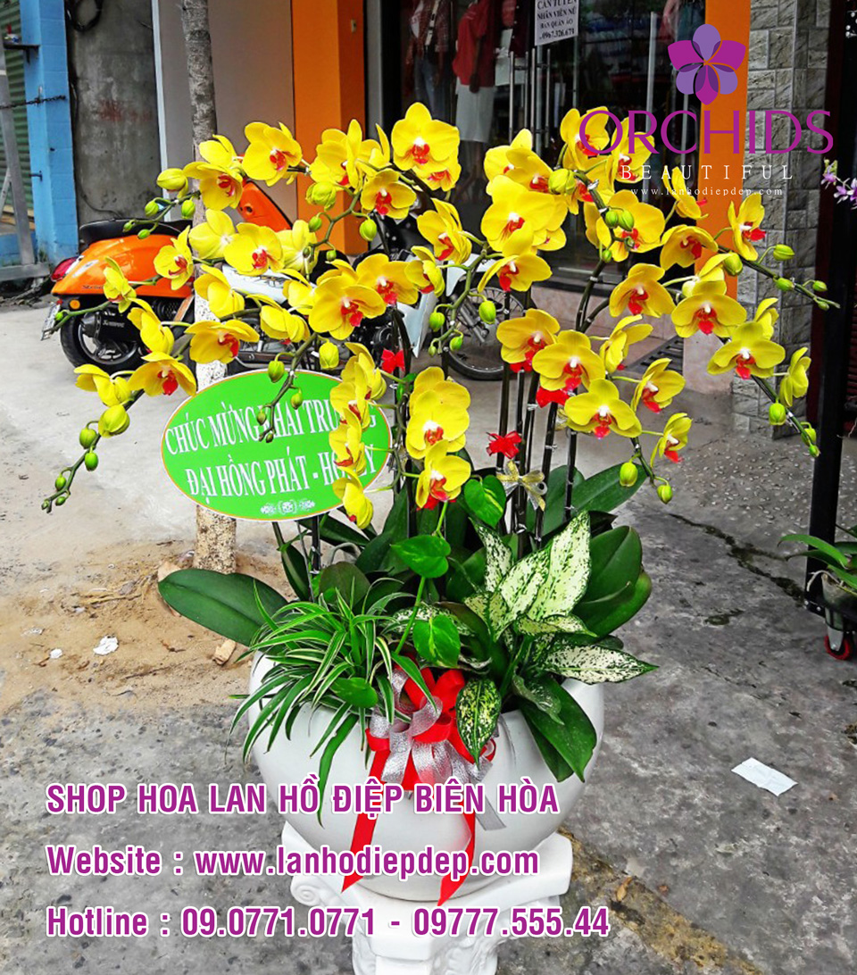 Cửa hàng hoa lan tại Đồng Nai