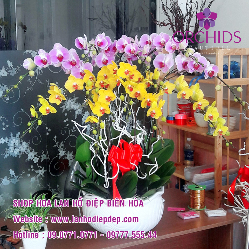 Shop hoa lan Biên Hòa