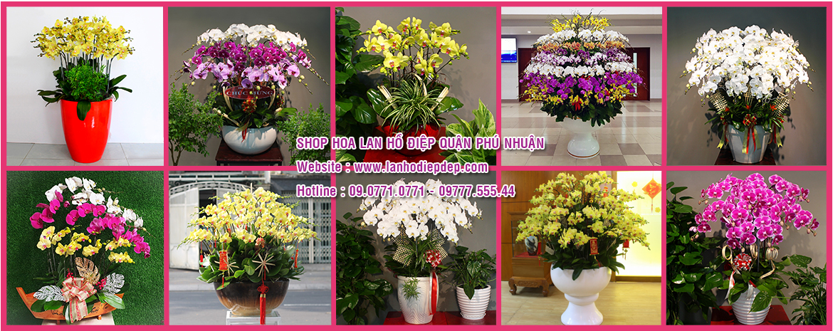 Shop hoa lan hồ điệp tại Quận Phú Nhuận - TPHCM