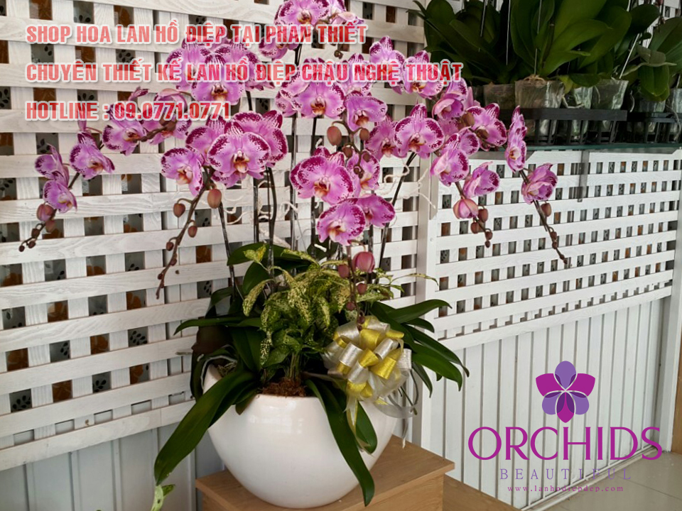 SHOP HOA LAN HỒ ĐIỆP PHAN THIẾT (BEAUTIFUL ORCHIDS)