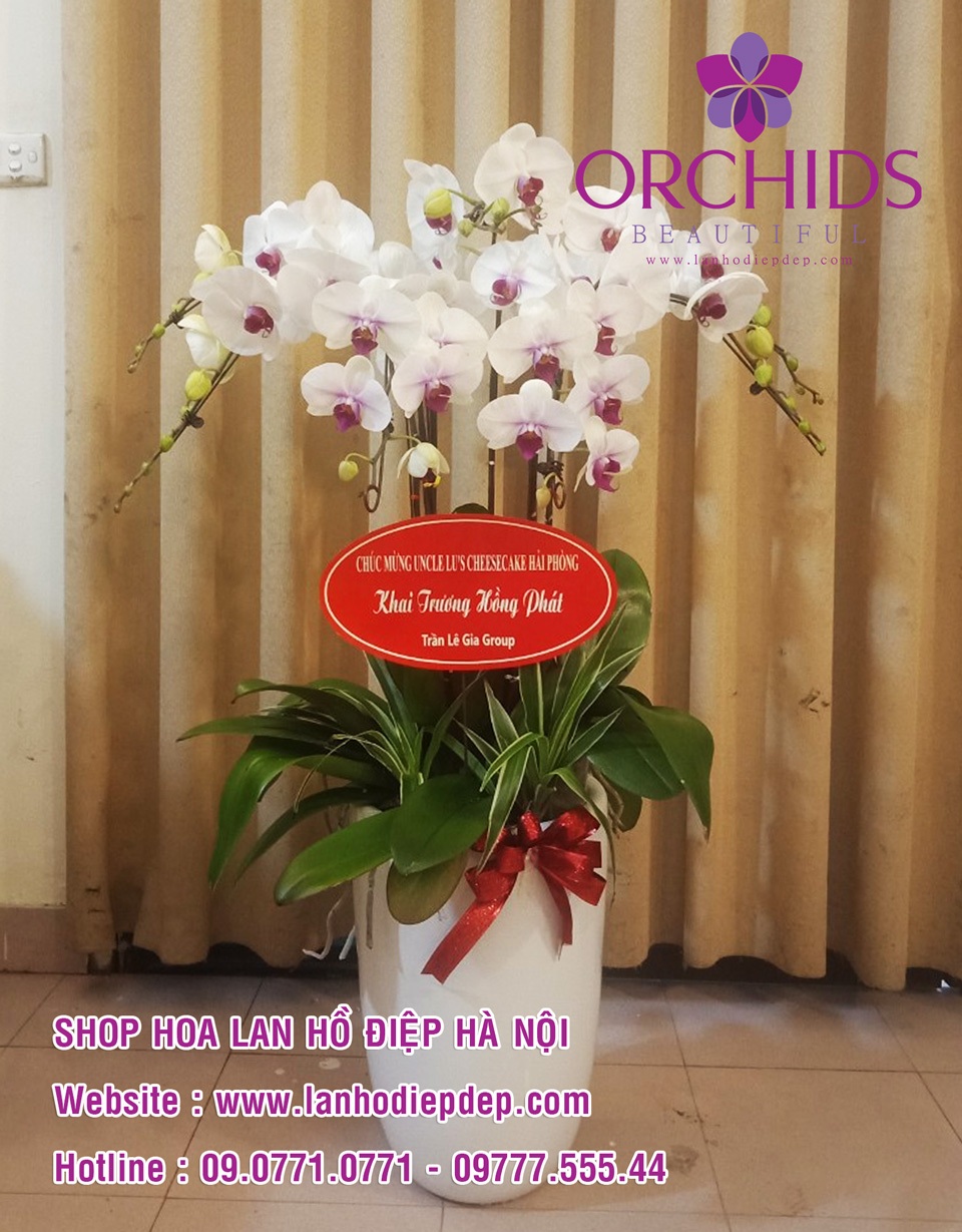 Bán lan hồ điệp trồng chậu tại Hà Nội