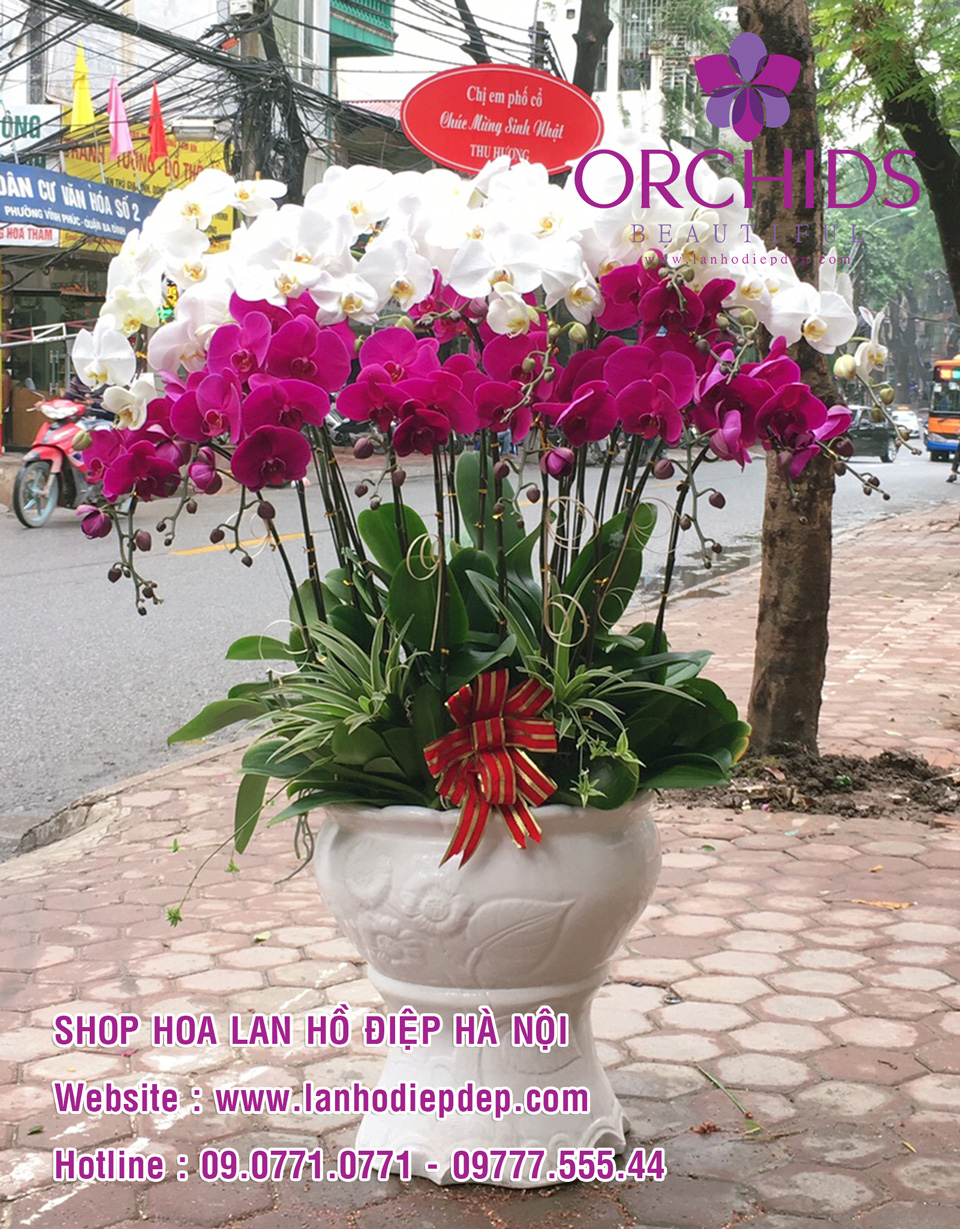 Shop lan hồ điệp giá rẻ tại Hà Nội