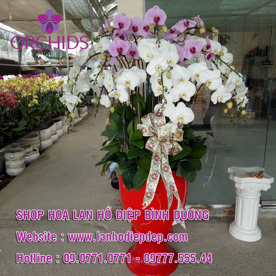 shop lan hồ điệp tại Bình Dương