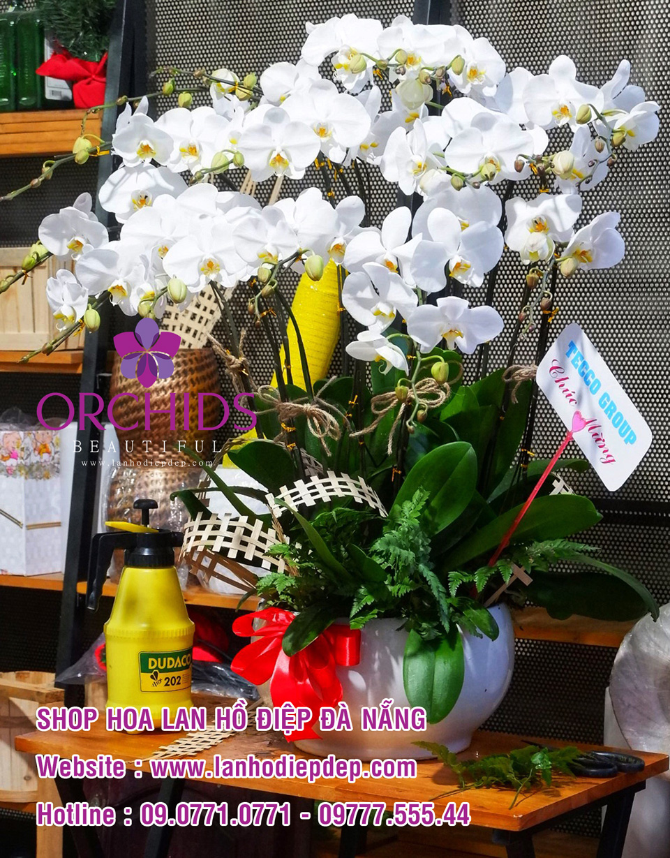 Lan hồ điệp Đà Nẵng - Shop hoa lan đẹp nhất