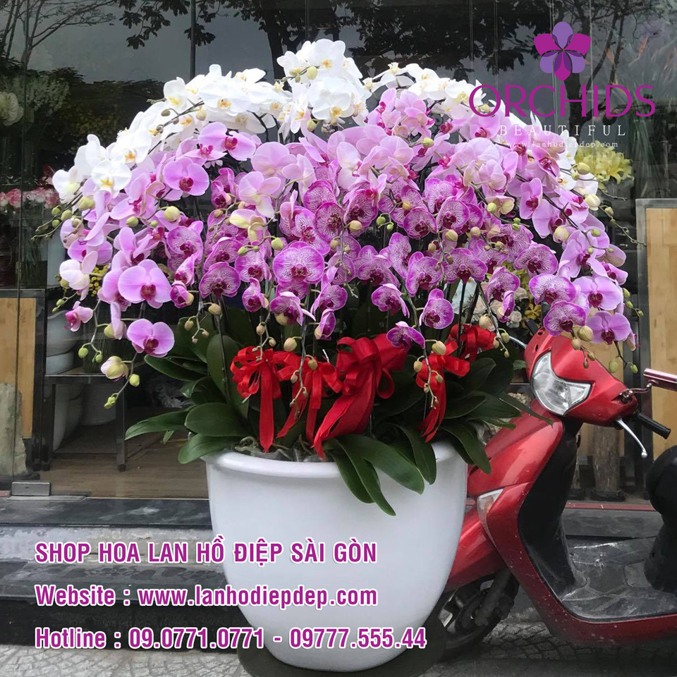 Shop lan hồ điệp Beautiful Orchids tại Sài Gòn