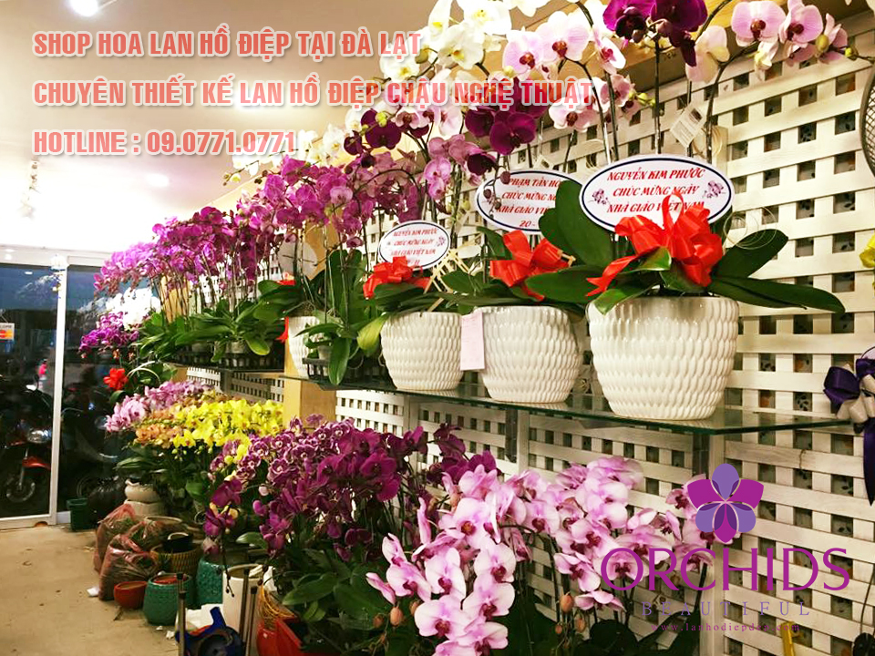 SHOP HOA LAN HỒ ĐIỆP ĐÀ LẠT (BEAUTIFUL ORCHIDS)