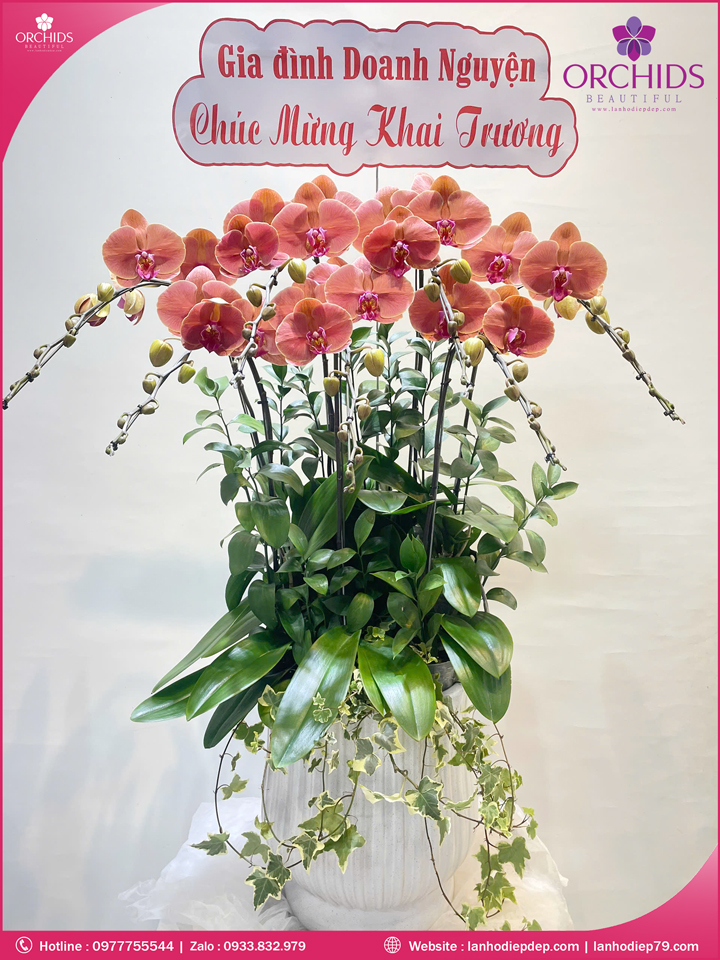 Chậu hoa lan hồ điệp cam 7 cành C87