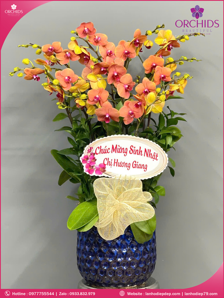 Chau-hoa-lan-ho-điep-cam-8-canh-c84