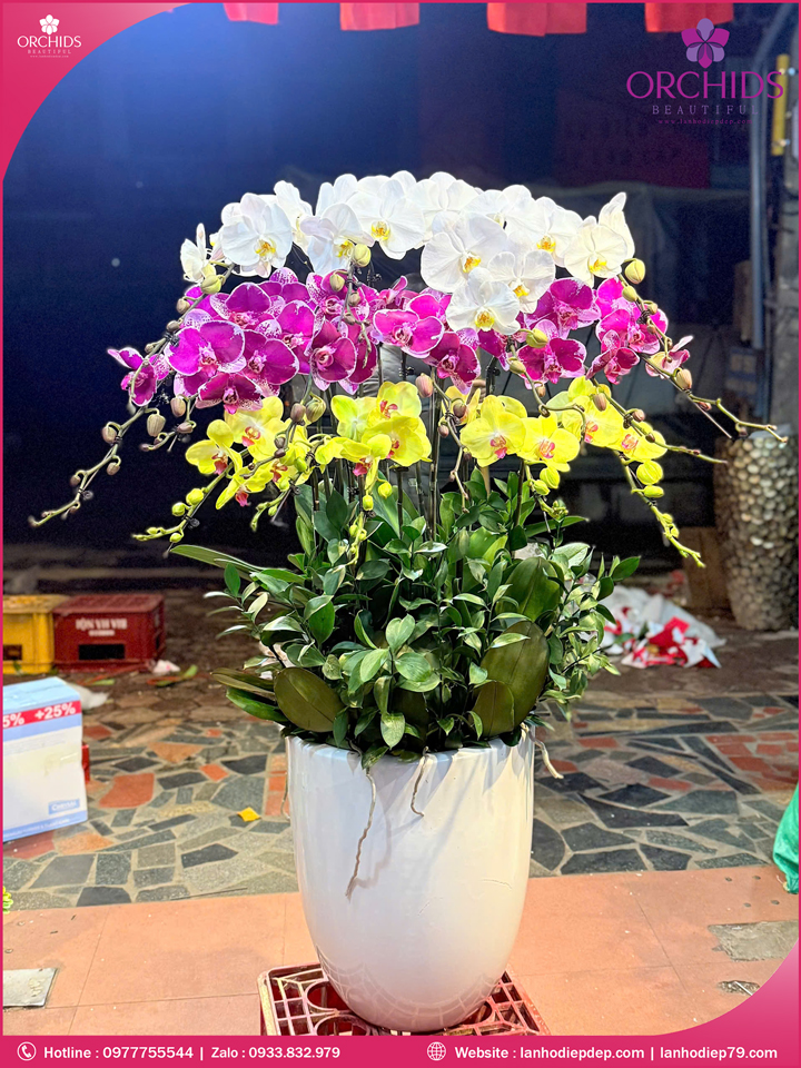 Chau-hoa-lan-ho-điep-da-sac-15-canh-ds266