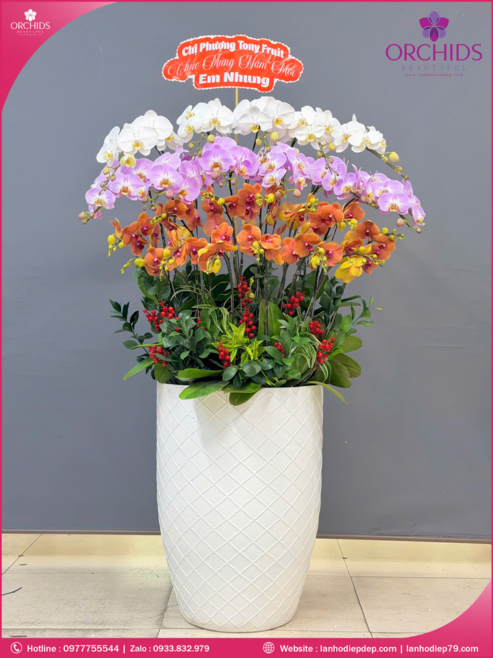 Chau-hoa-lan-ho-điep-da-sac-23-canh-ds267