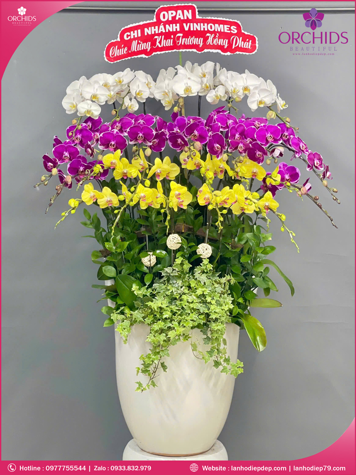 Chậu hoa lan hồ điệp đa sắc 25 cành DS262