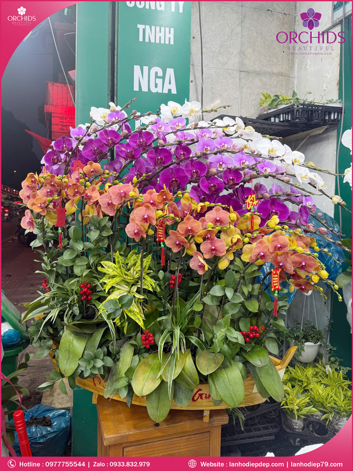 Chau-hoa-lan-ho-điep-da-sac-30-canh-ds268