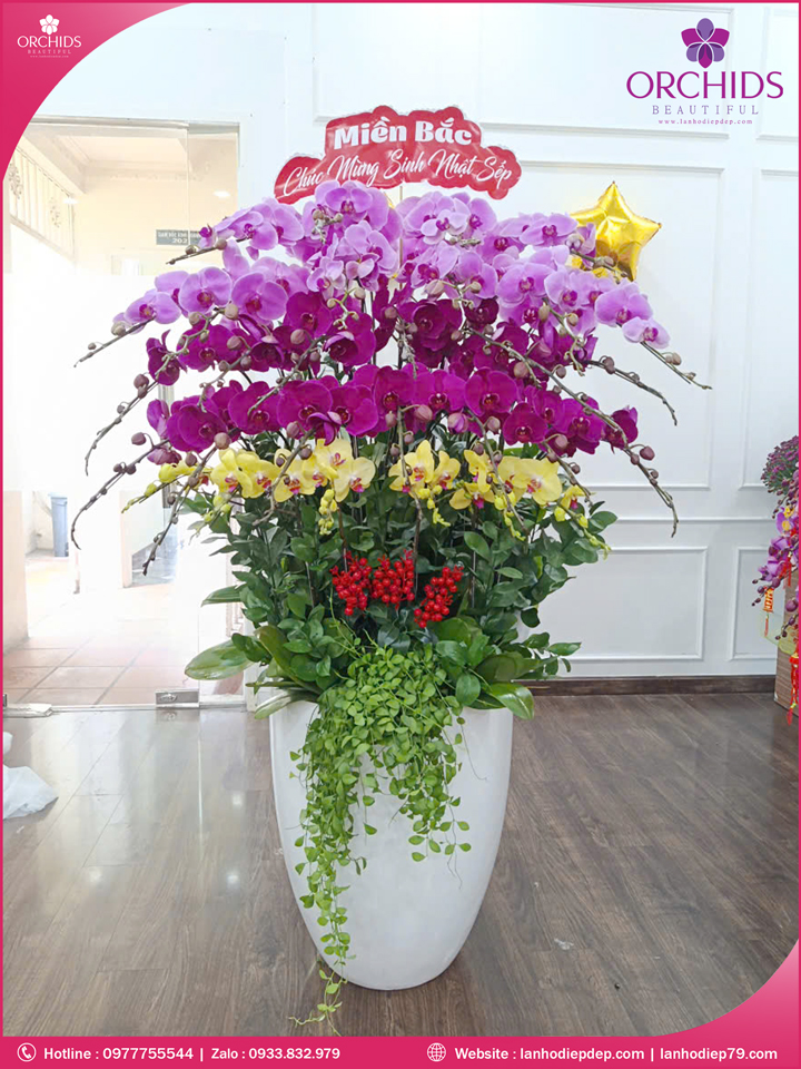 Chau-hoa-lan-ho-điep-da-sac-30-canh-ds269