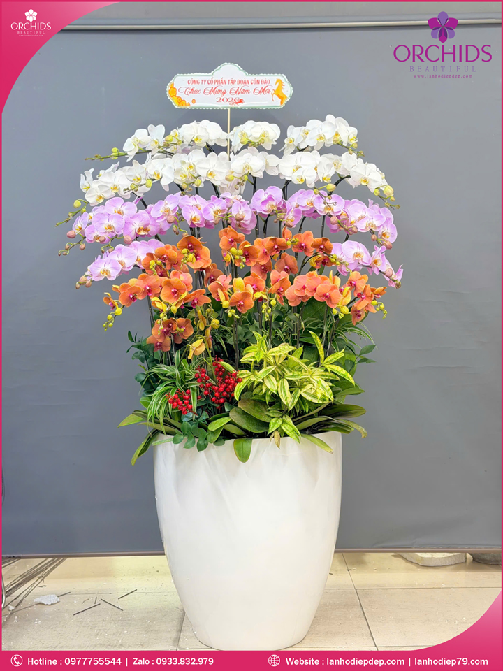 Chau-hoa-lan-ho-điep-da-sac-30-canh-ds270