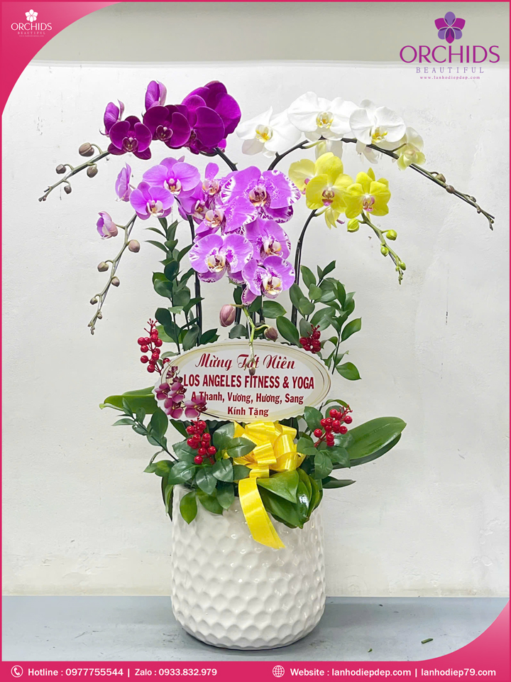 Chau-hoa-lan-ho-điep-da-sac-5-canh-ds263