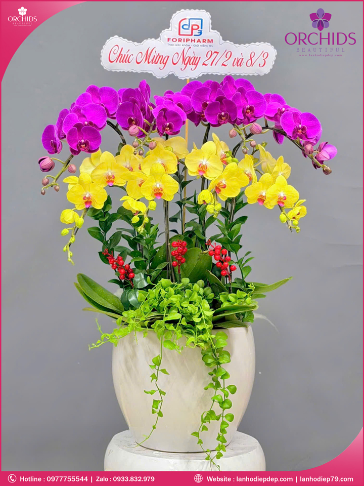 Chau-hoa-lan-ho-điep-da-sac-8-canh-ds264