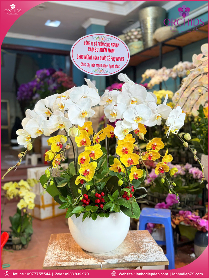 Chau-hoa-lan-ho-điep-da-sac-8-canh-ds265