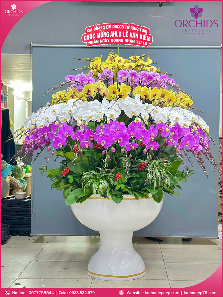 Chau-hoa-lan-ho-điep-da-sac-90-canh-ds261