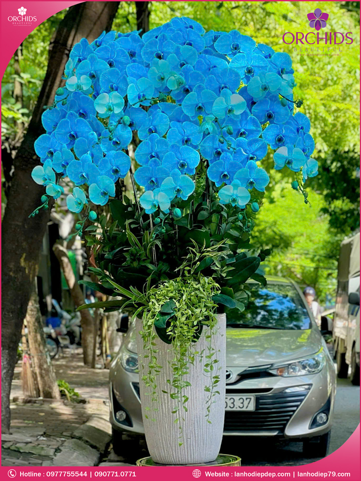 Chậu hoa lan hồ điệp độc lạ 10 cành D58