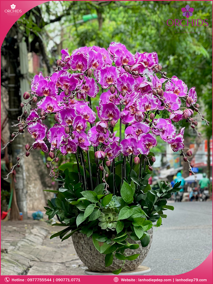 Chậu hoa lan hồ điệp độc lạ 20 cành D60
