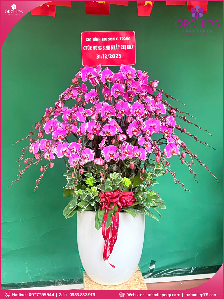 Chậu hoa lan hồ điệp độc lạ 30 cành D89