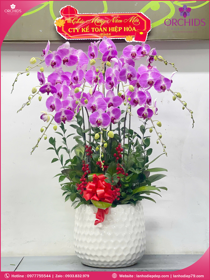 Chậu hoa lan hồ điệp hồng 10 cành H292