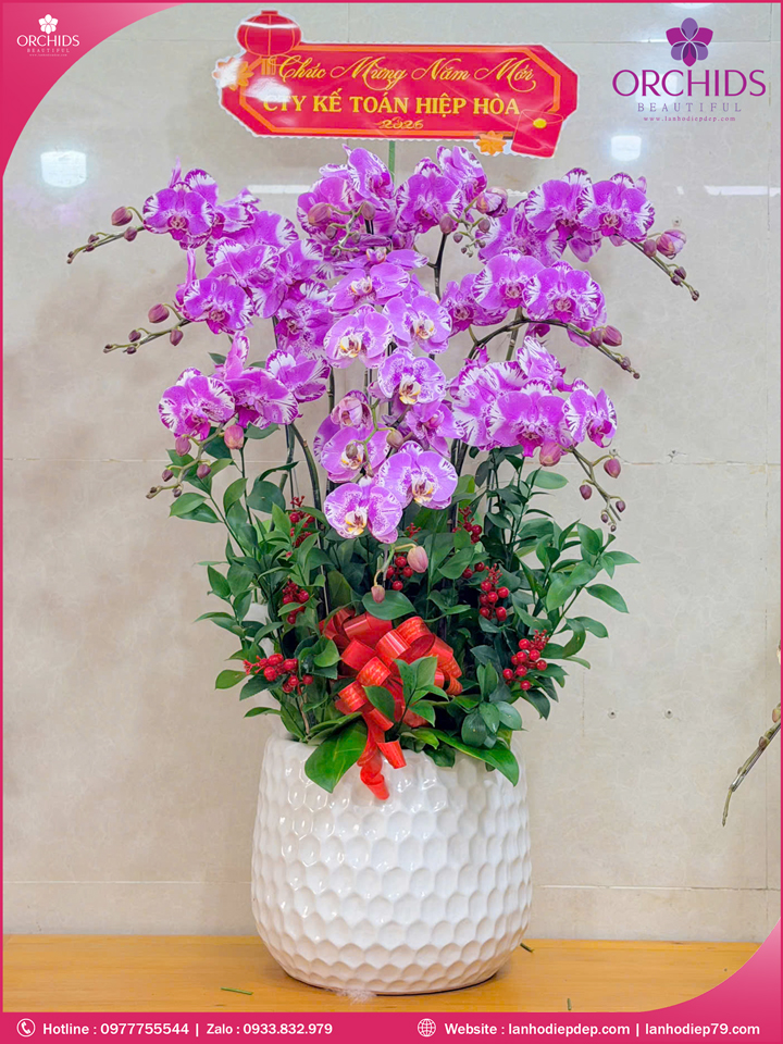 Chậu hoa lan hồ điệp hồng 10 cành H294