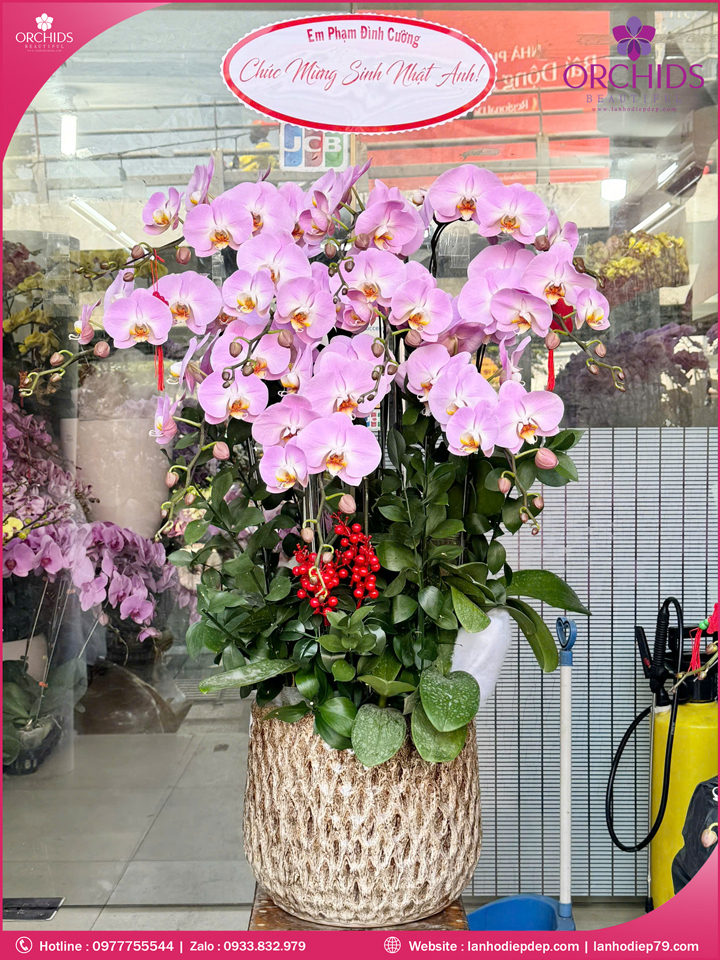 Chậu hoa lan hồ điệp hồng 10 cành H295