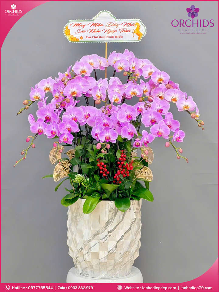 Chậu hoa lan hồ điệp hồng 13 cành H296