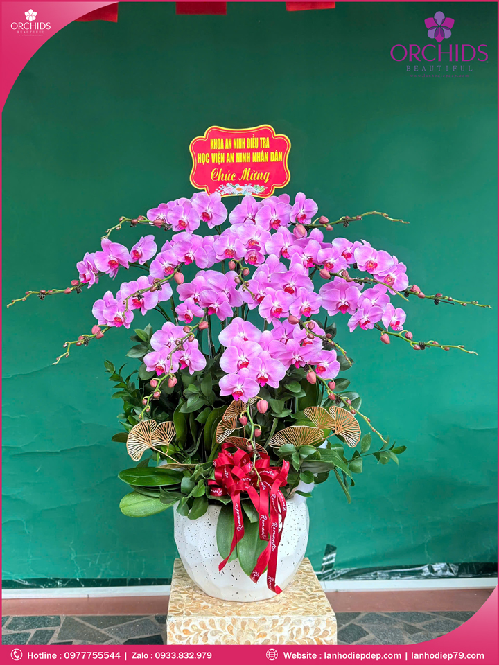 Chậu hoa lan hồ điệp hồng 14 cành H283