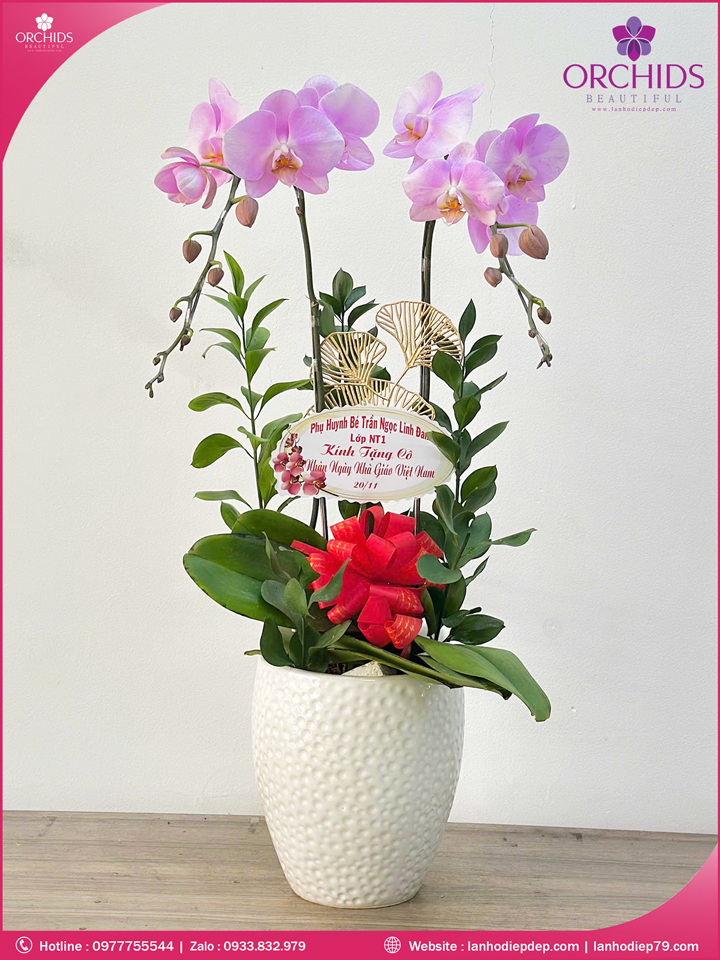 Chậu hoa lan hồ điệp hồng 2 cành H275
